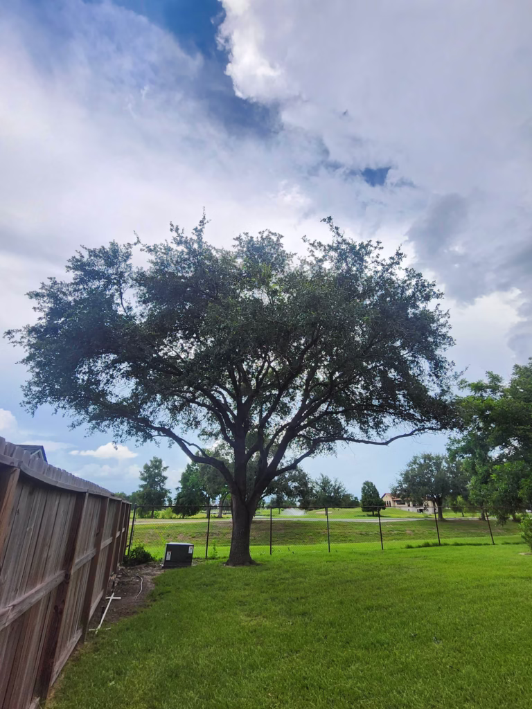 tree trimming project in Waterford Dr, Deer Park, TX