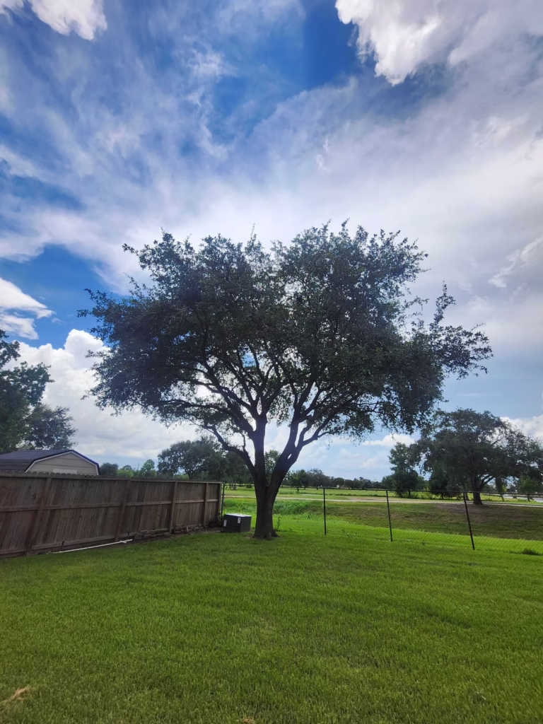 tree trimming project in Waterford Dr, Deer Park, TX