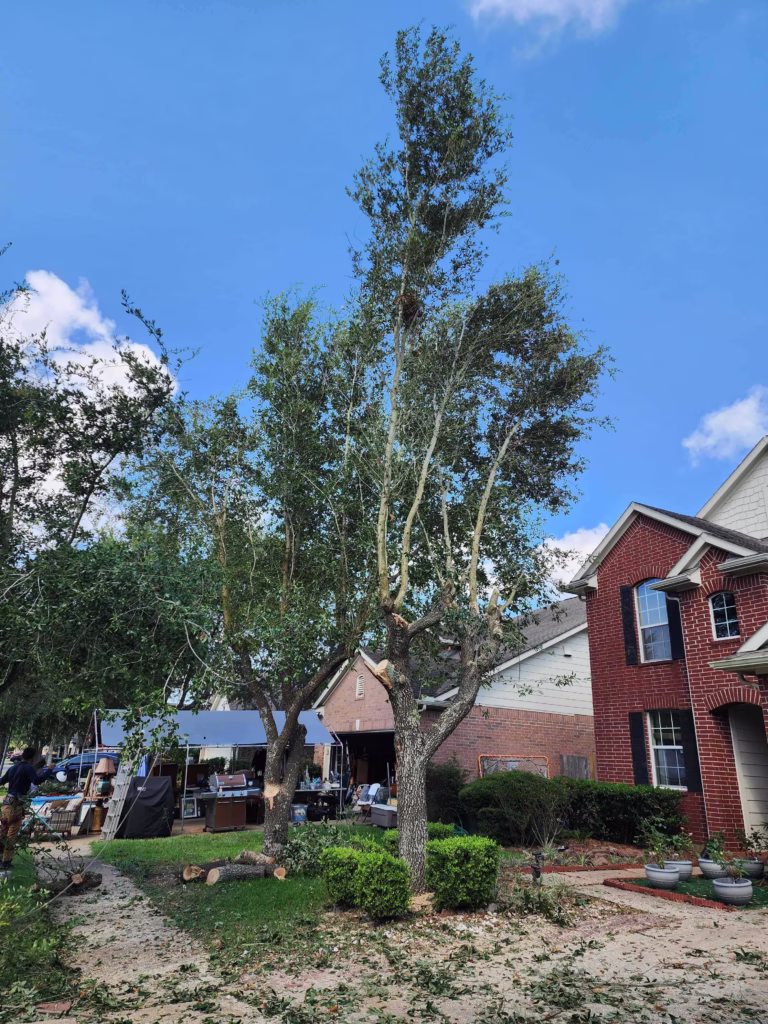 Tree Removal Service in Riverbend Canyon Ln Houston