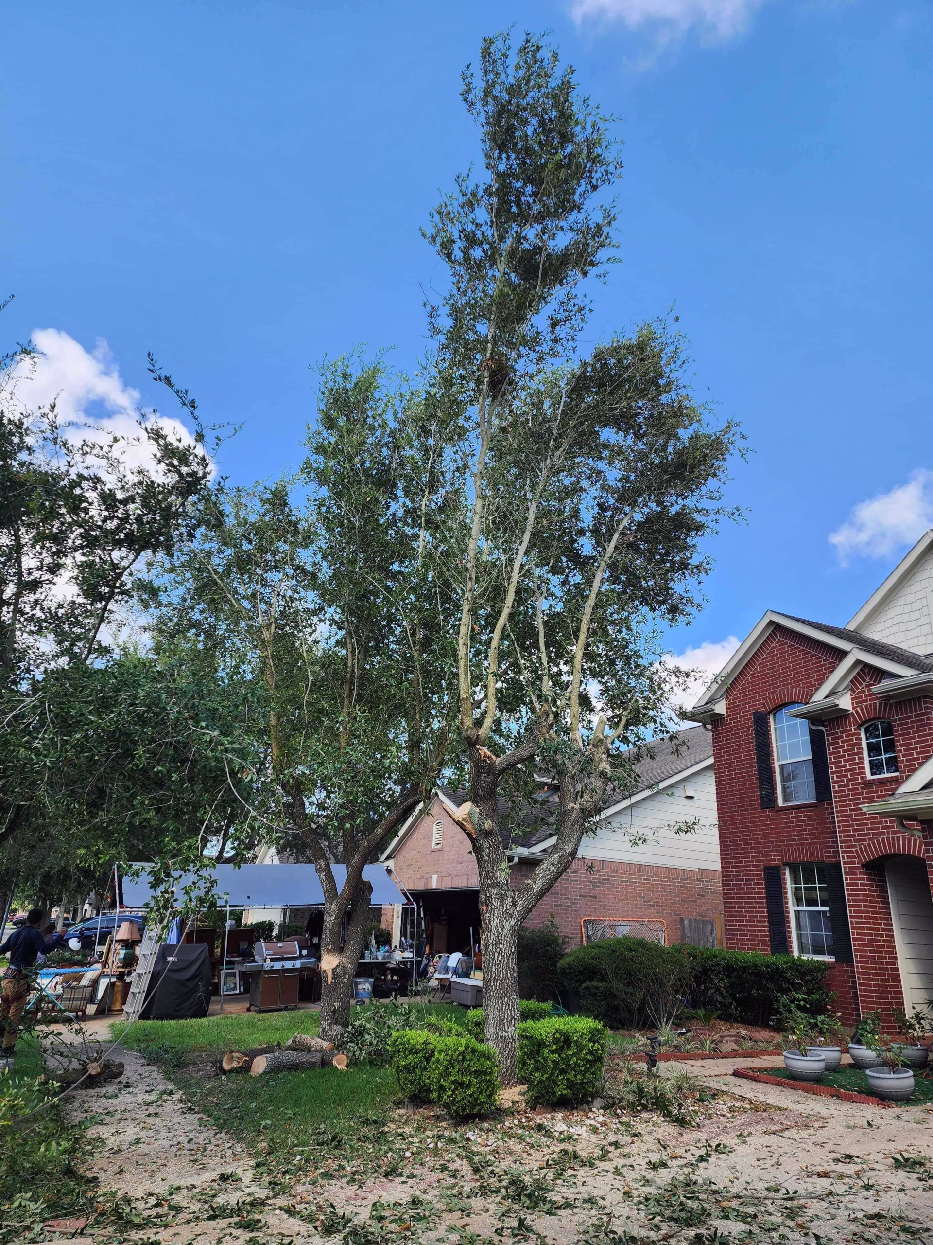 You are currently viewing Tree Removal Service in Riverbend Canyon Ln Houston | Expert Care