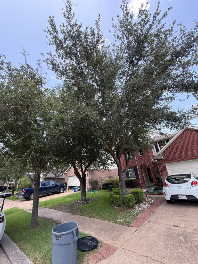 riverbend-houston-tree-service.