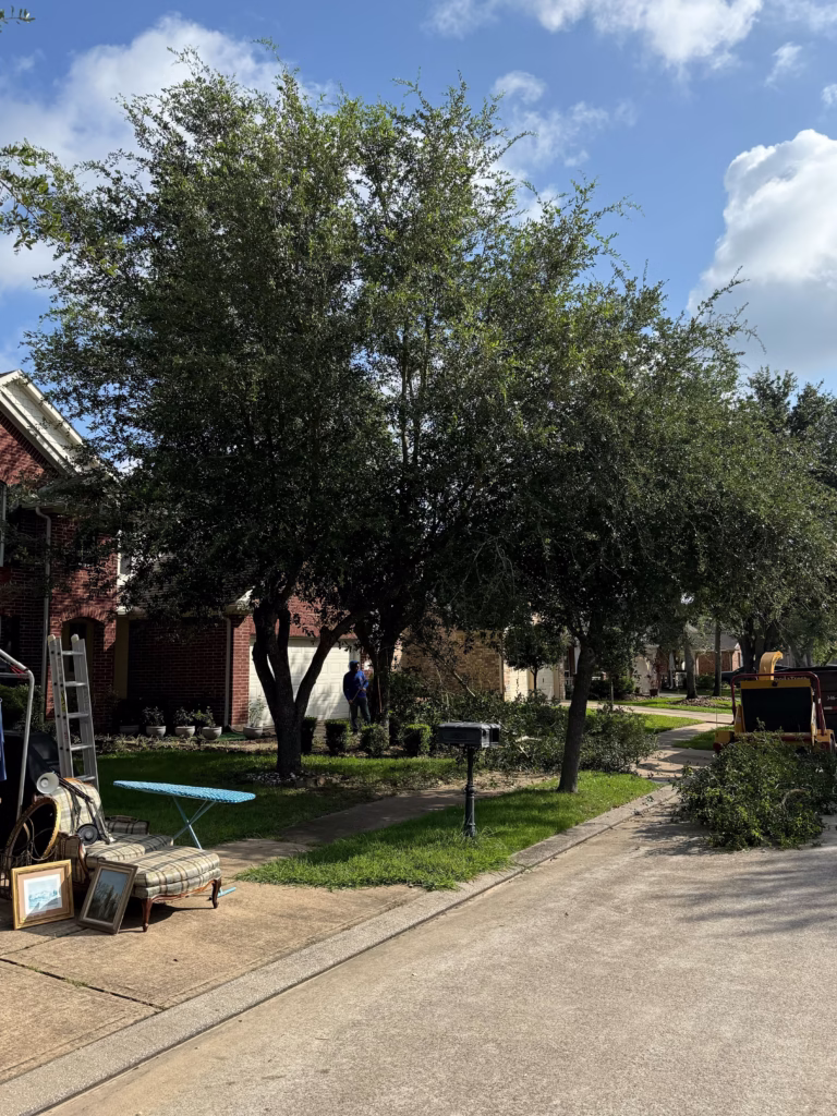 houston-tree-removal-service.