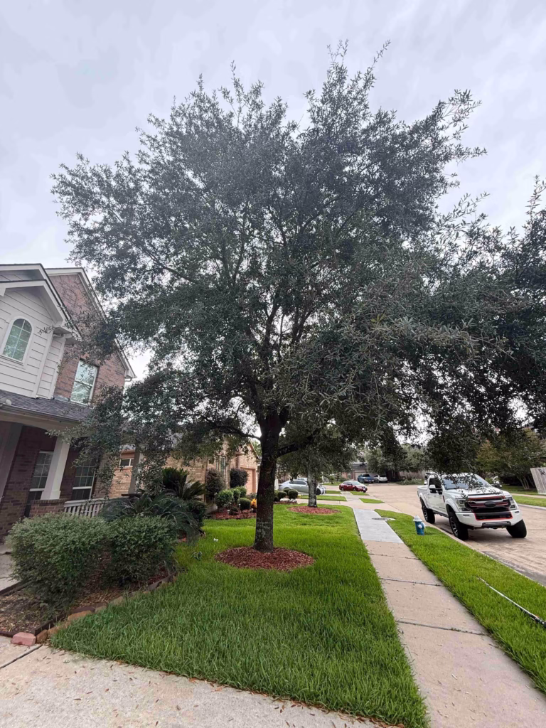 Comprehensive-Tree-Trimming-Service-Champions-Walk-Ln-Houston-TX