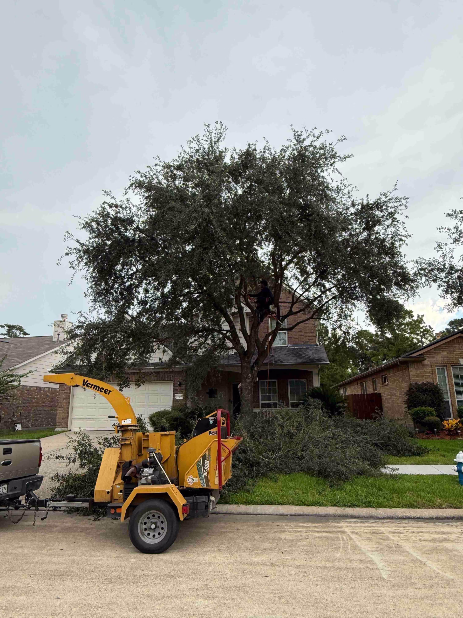 You are currently viewing Tree Trimming in Champions Walk Ln Houston, TX | HamodaTrees