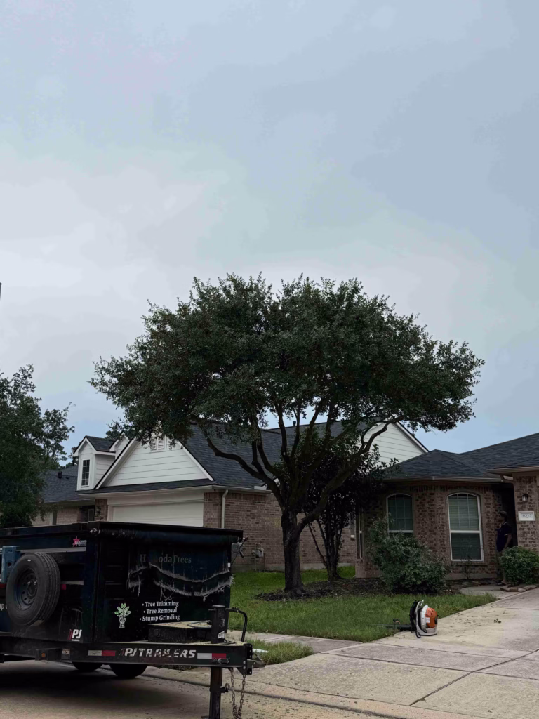 Expert-Tree-Trimming-Job-Champions-Walk-Ln-Houston-TX