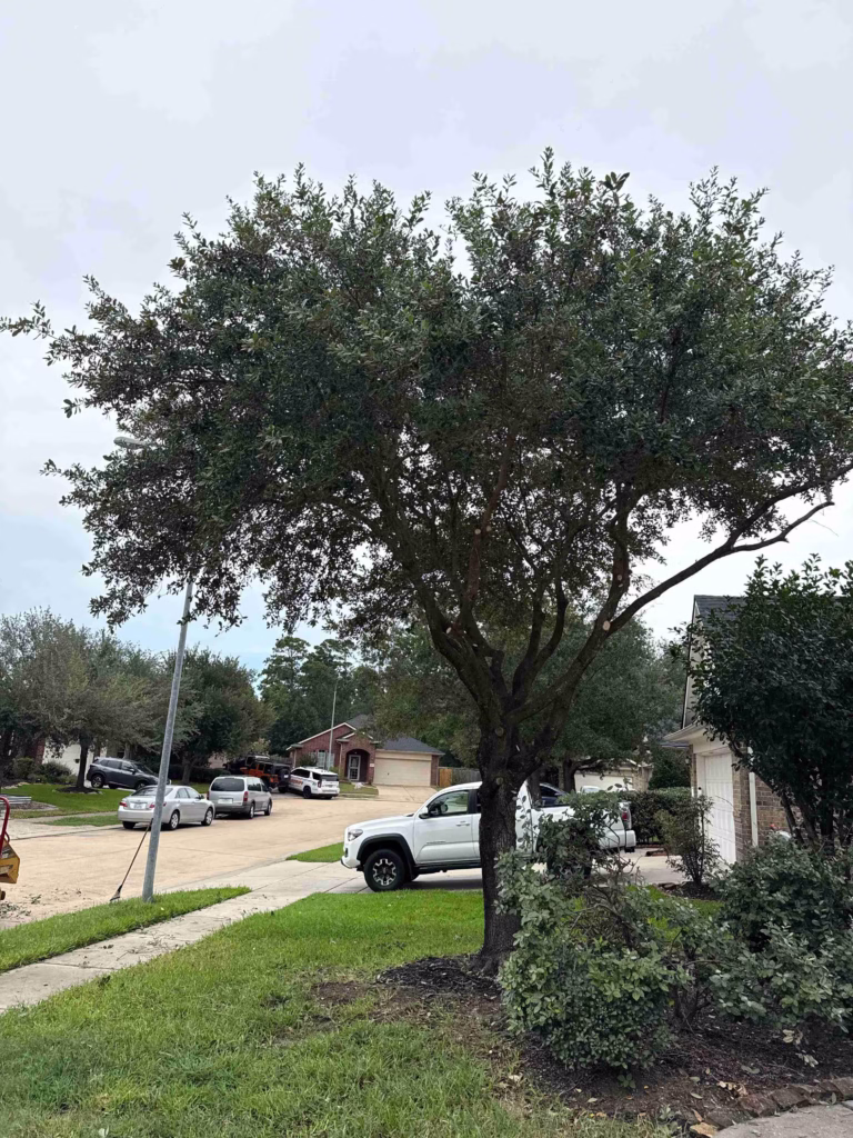 Healthy-Trees-After-Trimming-Champions-Walk-Ln-Houston-TX.