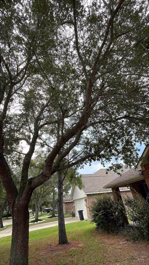 Professional-Tree-Trimming-Windy-Port-Ln-Richmond-TX