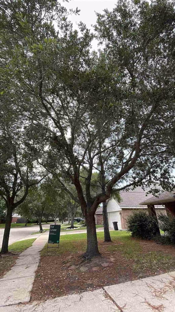 Expert-Tree-Trimming-Crew-Windy-Port-Ln-Richmond-TX