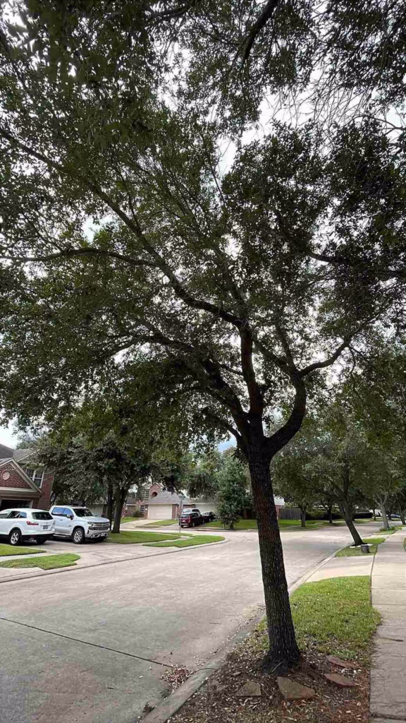 Residential-Tree-Trimming-Windy-Port-Ln-Richmond-TX