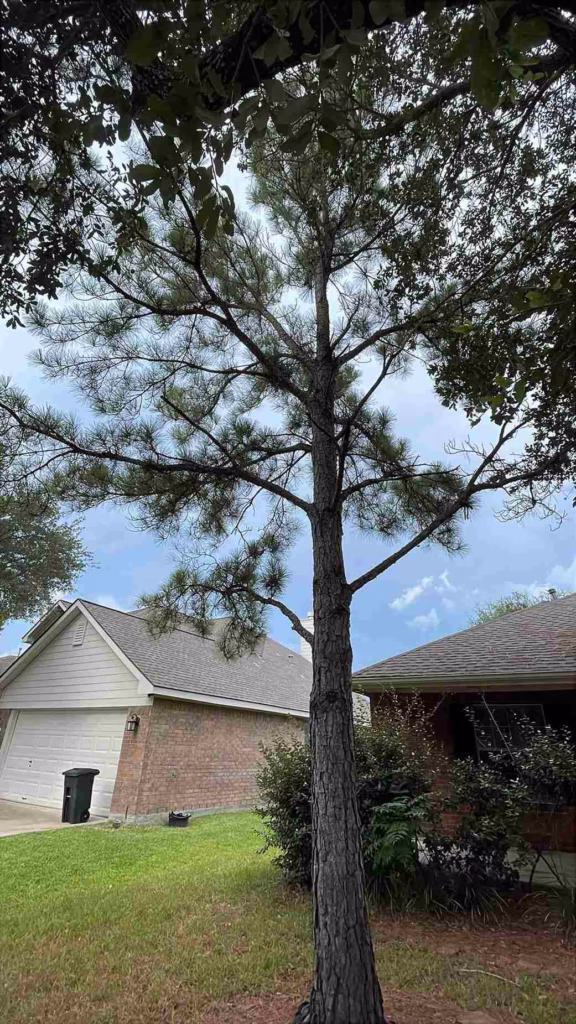 Comprehensive-Tree-Trimming-Service-Windy-Port-Ln-Richmond-TX