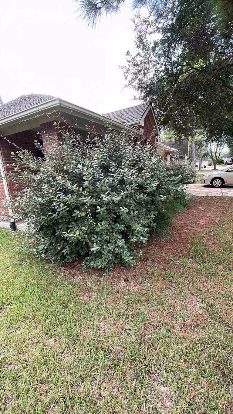 Before-and-After-Tree-Trimming-Windy-Port-Ln-Richmond-TX