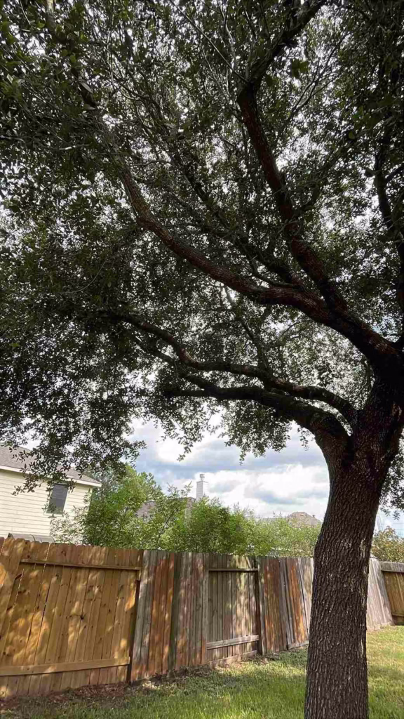 Healthy-Trees-After-Trimming-Windy-Port-Ln-Richmond-TX