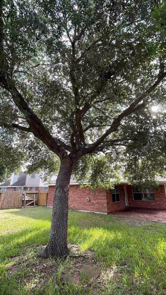 Tree-Trimming-Using-Professional-Equipment-Windy-Port-Ln-Richmond-TX