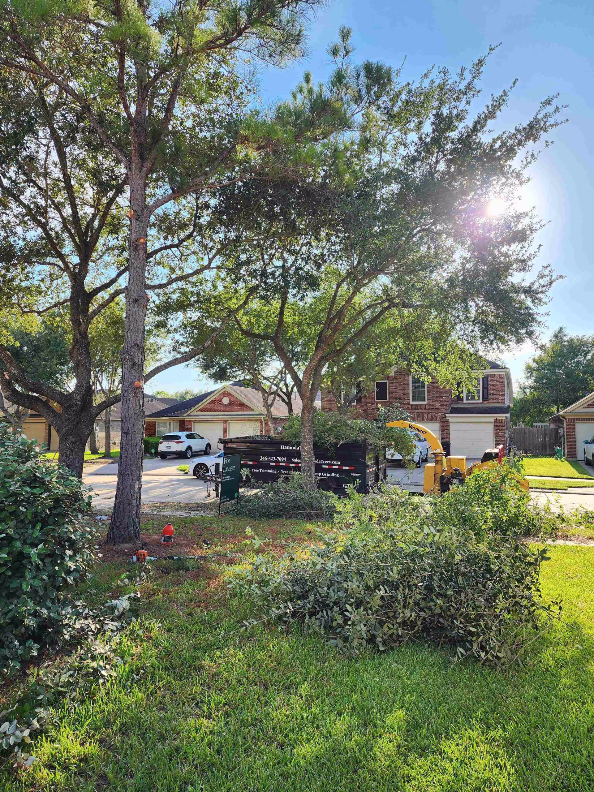 You are currently viewing Tree Trimming in Windy Port Ln Richmond TX | HamodaTrees