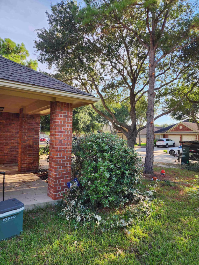 Detailed-Tree-Canopy-Trimming-Windy-Port-Ln-Richmond-TX