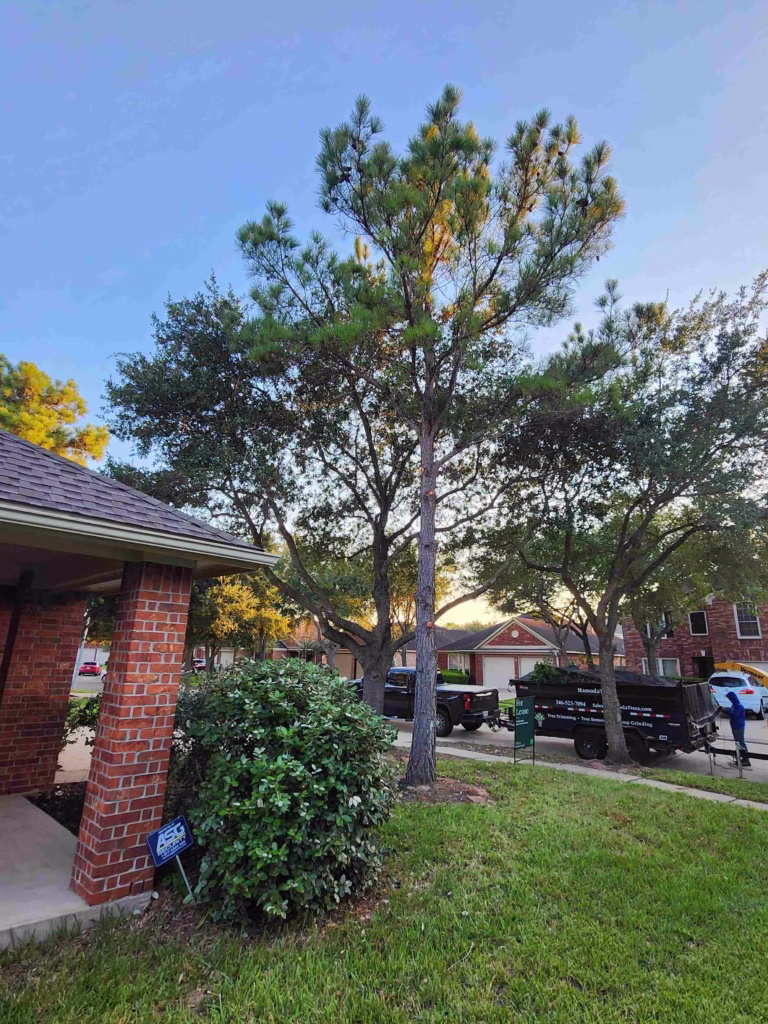 Tree-Branch-Reduction-Windy-Port-Ln-Richmond-TX