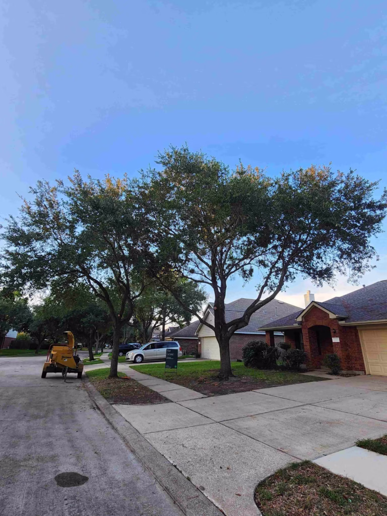 Balanced-Tree-Structure-After-Trimming-Windy-Port-Ln-Richmond-TX