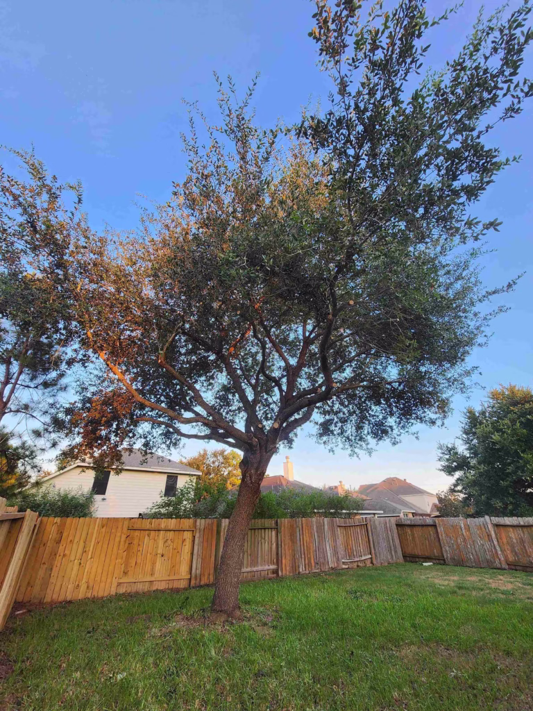 Final-Results-of-Tree-Trimming-Windy-Port-Ln-Richmond-TX