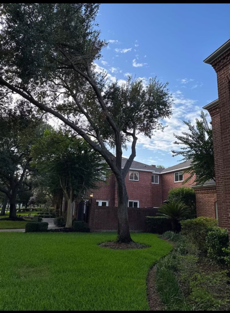 Professional-Tree-Removal-Heathrow-Lane-Sugar-Land-TX