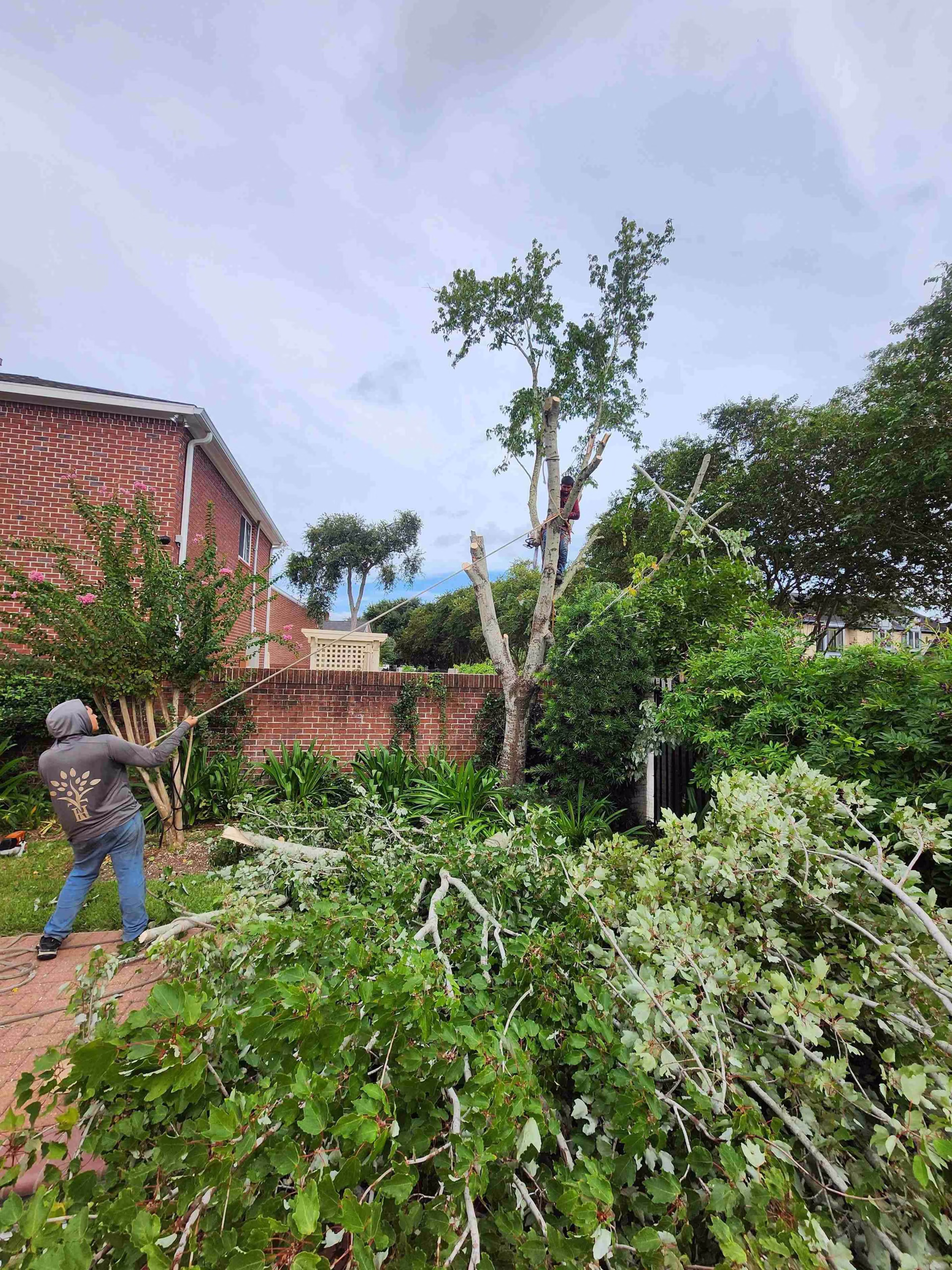 You are currently viewing Tree Removal in Heathrow Lane Sugar Land TX | HamodaTrees