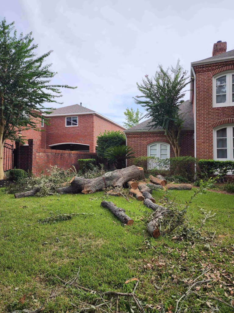 Large-Tree-Removal-Heathrow-Lane-Sugar-Land-TX