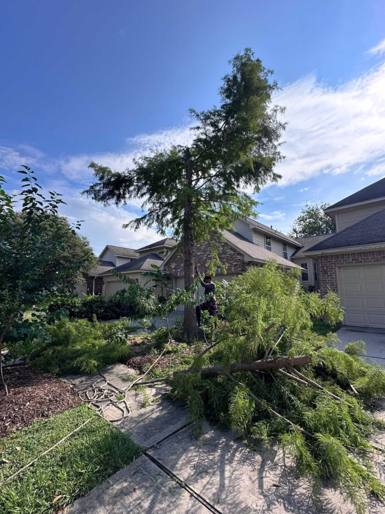 Tree Removal Service in Houston