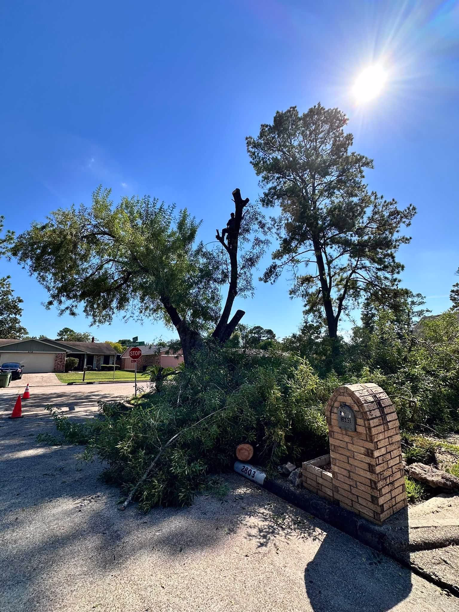 You are currently viewing Professional Tree Removal in City of Humble – Pheasant Run