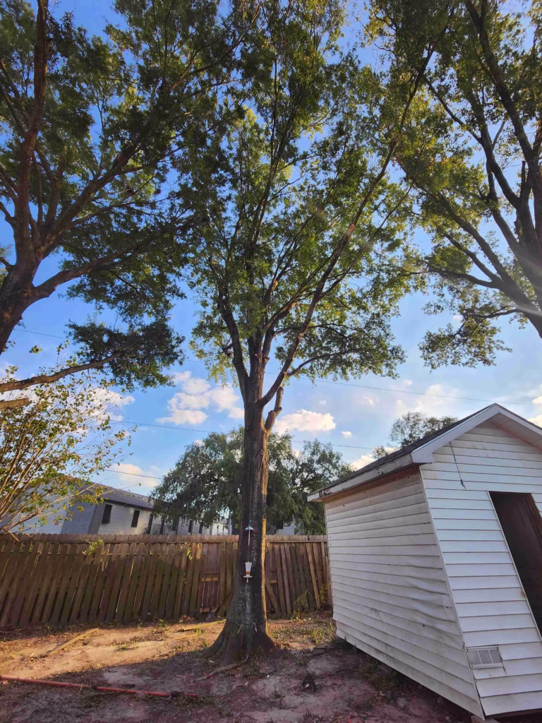 Tree Trimming & Removal Purple Sage, Houston, TX