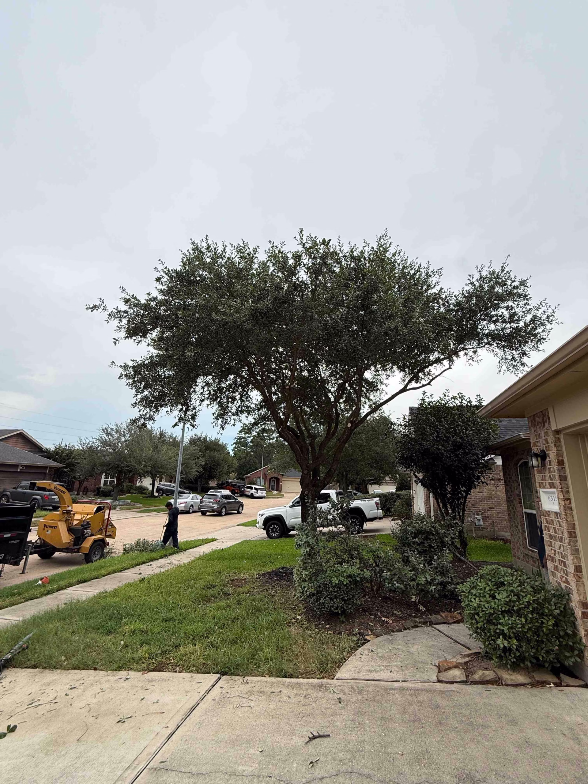 You are currently viewing Tree Trimming Sargosa Drive, Houston, TX | Case Study