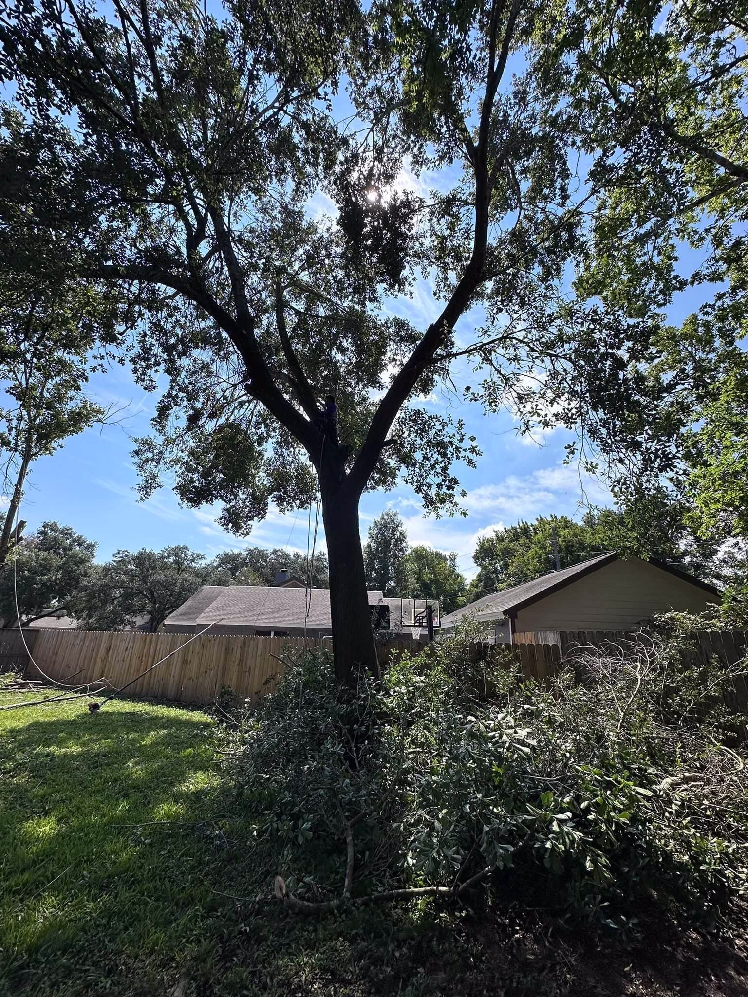 You are currently viewing Tree Removal Service Belle Hollow Houston | HamodaTrees